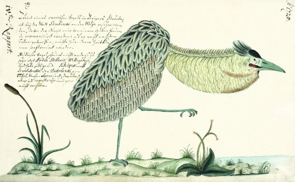 Выпь раскраска для детей