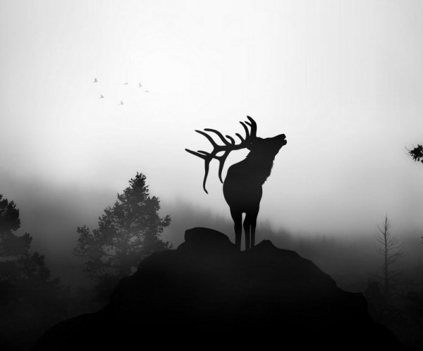 Красивый силуэт оленя