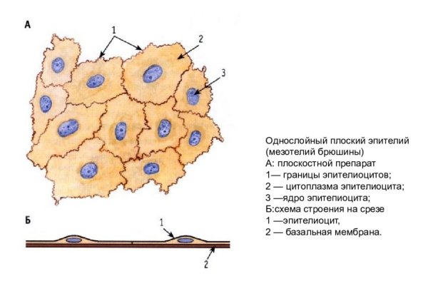 Однослойный плоский эпителий мезотелий гистология