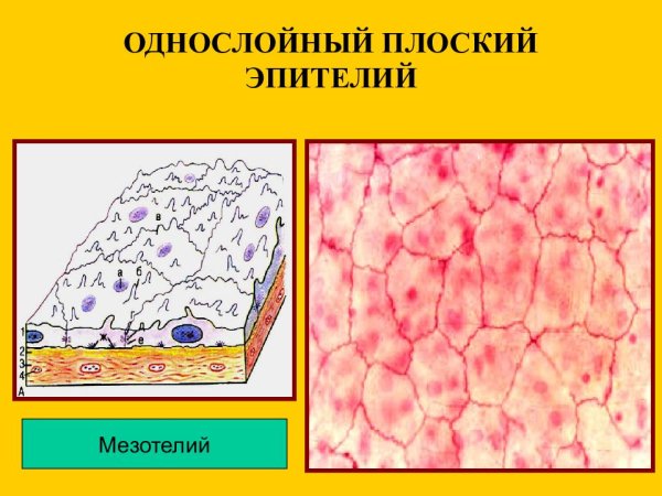 Однослойный плоский эпителий мезотелий