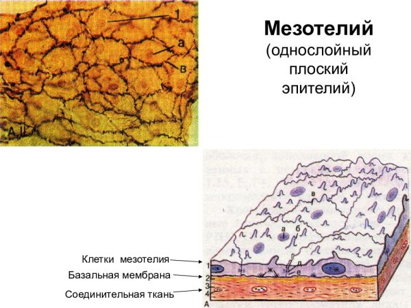 Однослойный плоский эпителий мезотелий брюшины Тотальный препарат