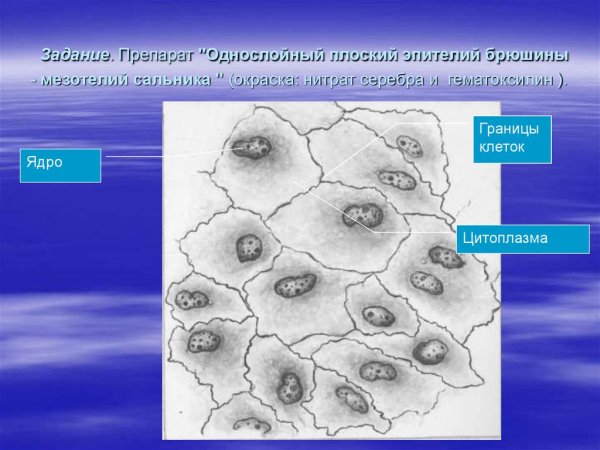 Однослойный плоский эпителий мезотелий брюшины