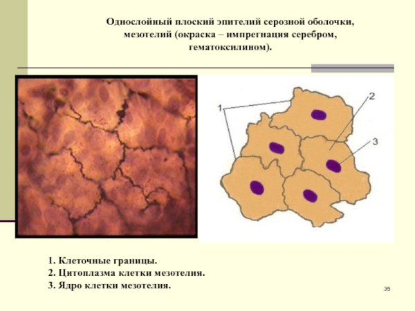 Однослойный плоский эпителий мезотелий