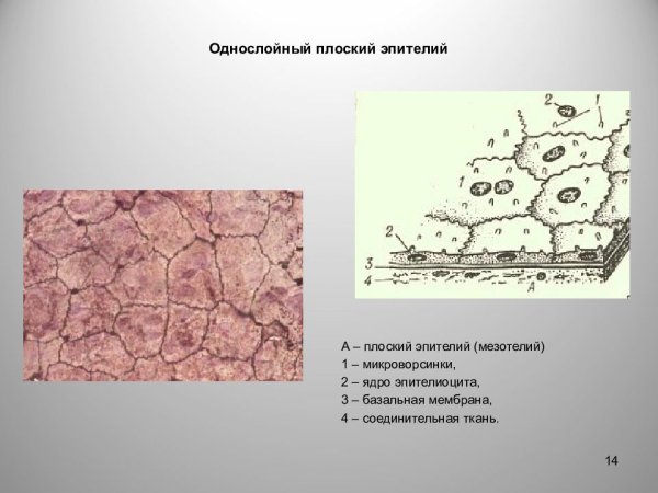 Эпителий мезотелий эндотелий