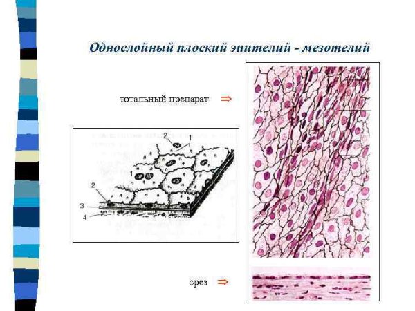 Плоский эпителий мезотелий