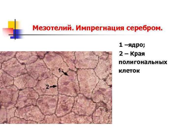 Однослойный плоский эпителий мезотелий