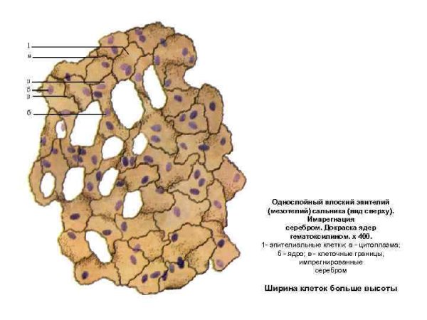 Однослойный плоский эпителий мезотелий сальника