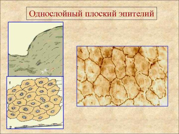 Клетки однослойного плоского эпителия