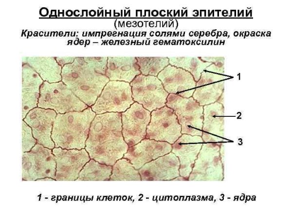 Плоский эпителий мезотелий