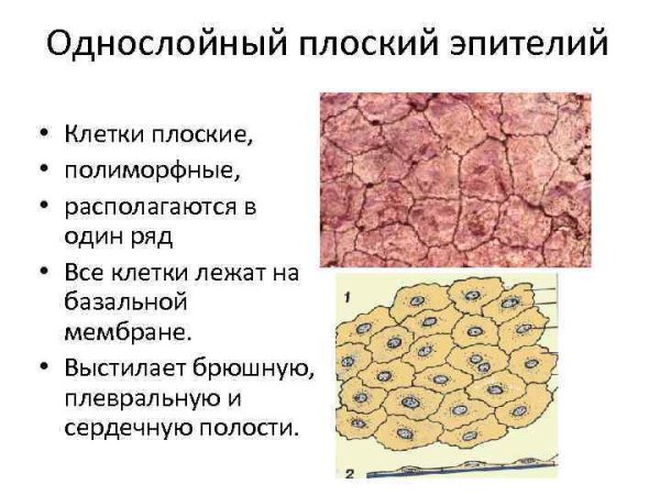 Мезотелий сальника импрегнация серебром