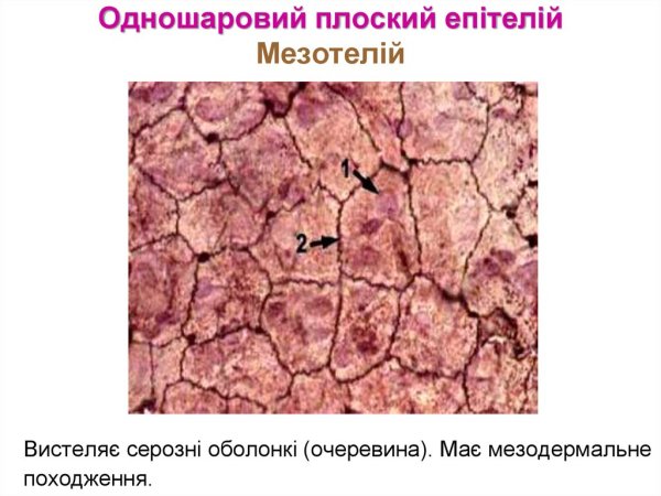 Однослойный плоский эпителий мезотелий функции