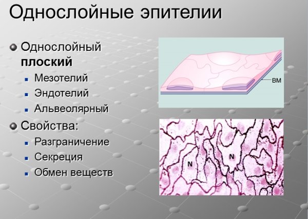 Однослойный плоский эпителий серозной оболочки мезотелий