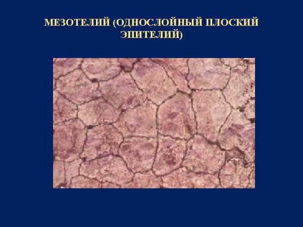 Мезотелий гистология препарат