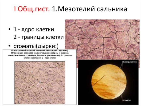 Препарат мезотелий брюшины