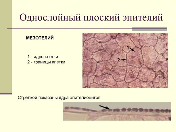 Однослойный плоский эпителий мезотелий микроскоп