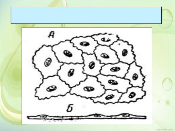 Однослойный плоский эпителий мезотелий гистология