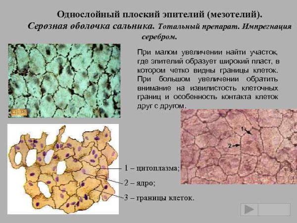 Однослойный плоский жпителтй мнщотелий