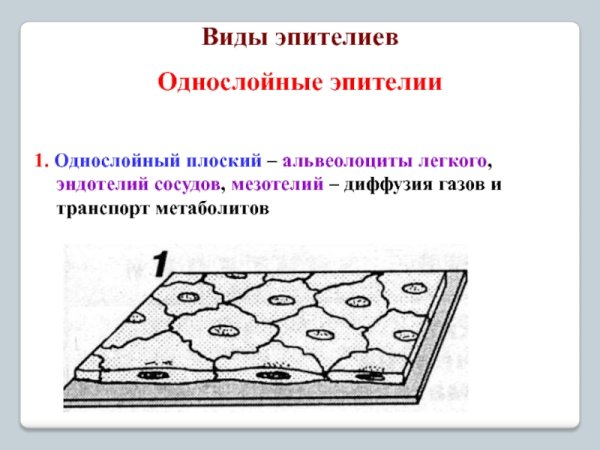 Однослойный плоский эпителий серозной оболочки