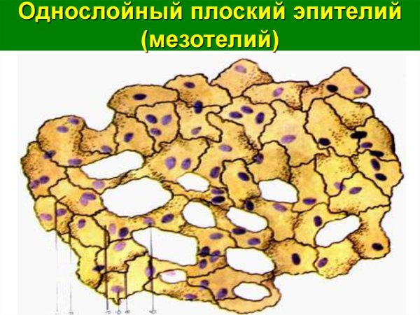 Мезотелий сальника кролика препарат