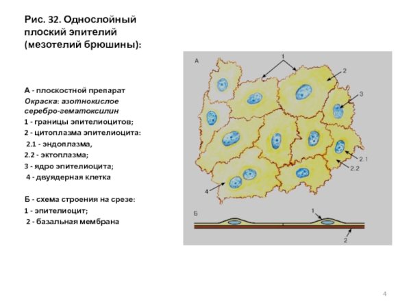 Эпителий мезотелий эндотелий