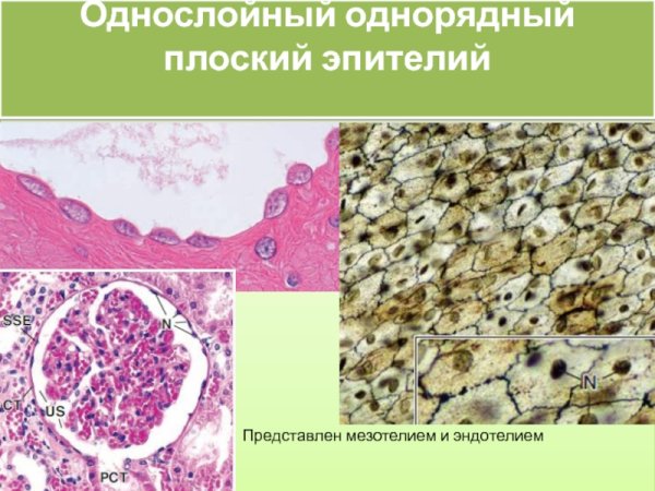 Однослойный плоский эпителий мезотелий импрегнация серебром