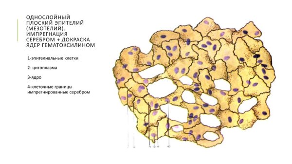 Мезотелий сальника кролика препарат