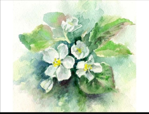 Пленэрные этюды цветов