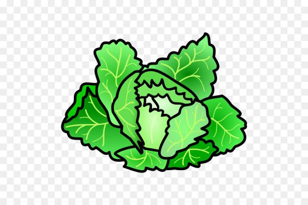 Лист капусты вектор