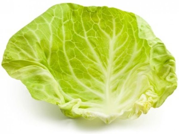 Лист белокочанной капусты