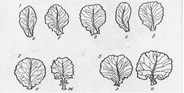 Листовая пластина капусты