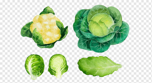 Капуста рисунок