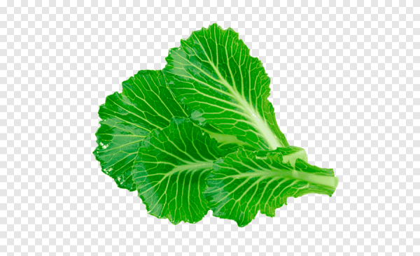 Капустный лист