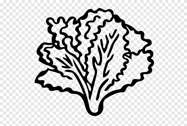 Лист салата вектор