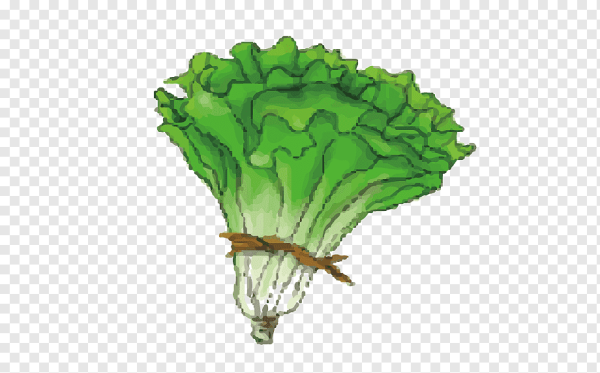 Салатный лист мульт