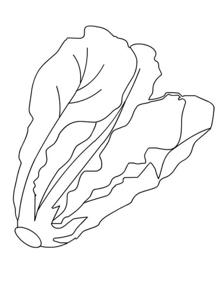 Листья салата раскраска для детей