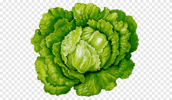 Савойская капуста рисунок для детей