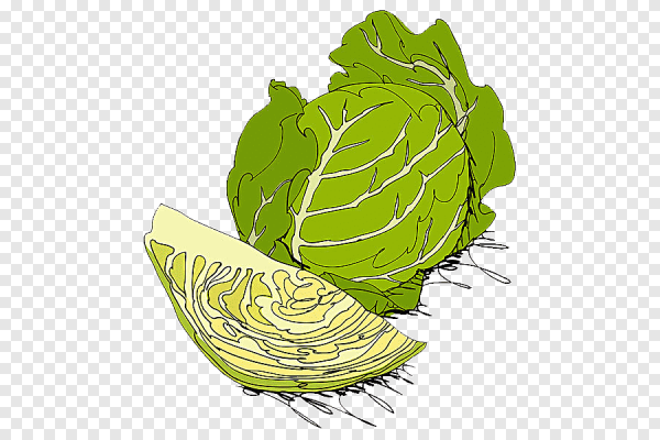 Капуста вектор