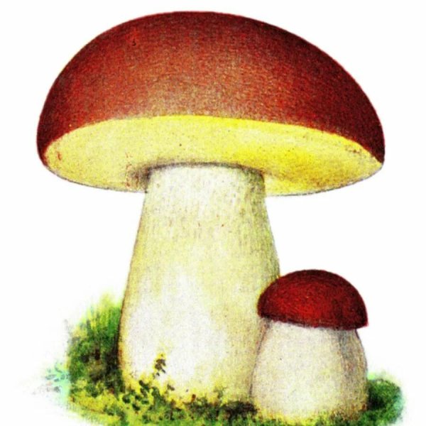 Гриб Боровик для детей