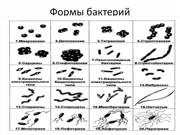 Формы бактериальных клеток кокки