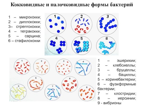 Форма бактерий кокки палочки извитые