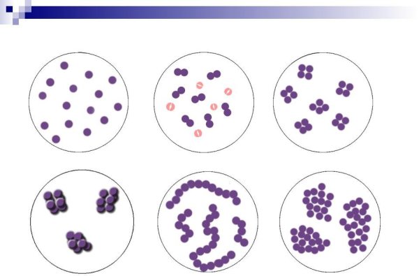 Формы бактерий кокки бациллы спириллы вибрионы