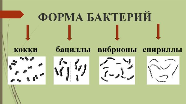 Форма бактерий кокки,стафилококки,диплококки