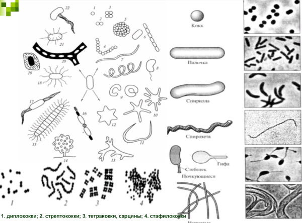 Диплококки форма бактерии