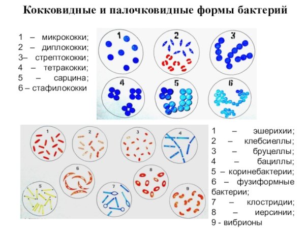 Стрептококки форма бактерии