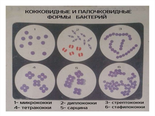 Форма бактерии кокки рисунок
