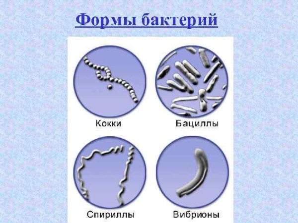 Стрептококки бациллы спириллы вибрионы