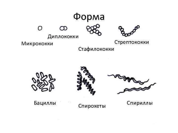 Основные формы бактерий рисунок