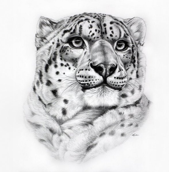 Тату снежный Барс эскизы