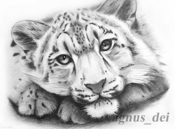 Ирбис карандашом