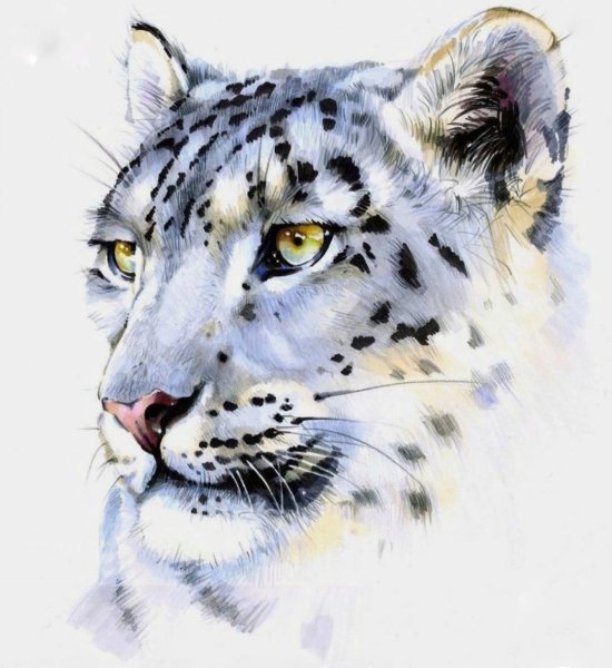 Снежный Барс акварель